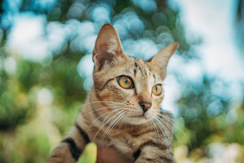 Close-up of a Tabby Kitten 
