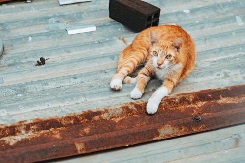 Cat Lying on a Roof