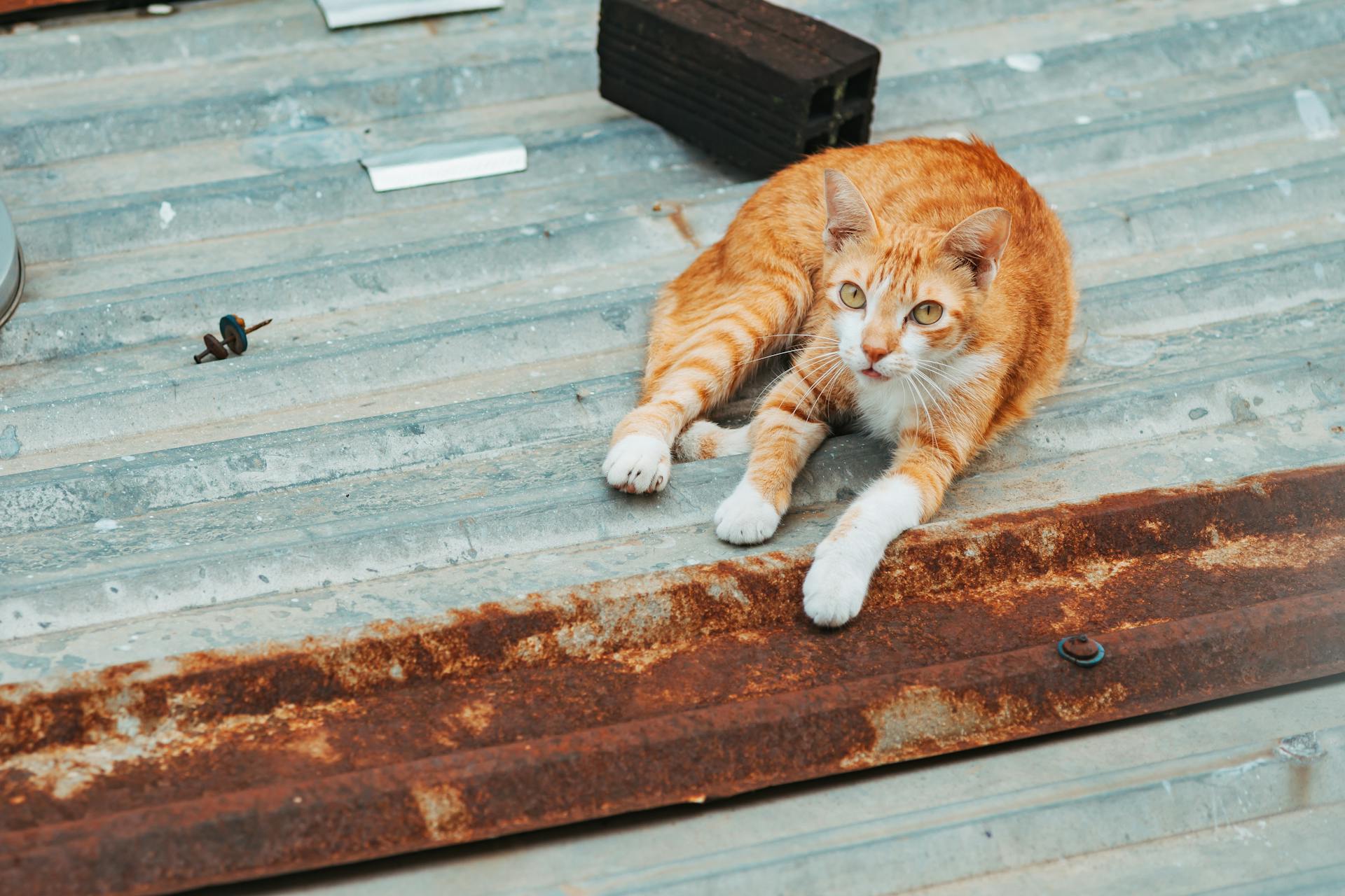 A ginger cat rests comfortably on a rusty corrugated metal roof outdoors.