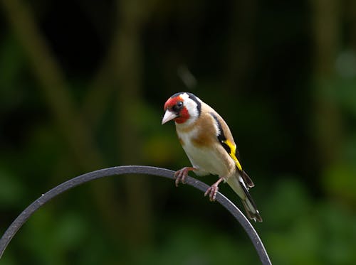 Small Bird on Bar