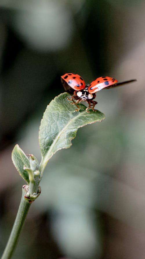 Close-up of a Ladybird on a Leaf 
