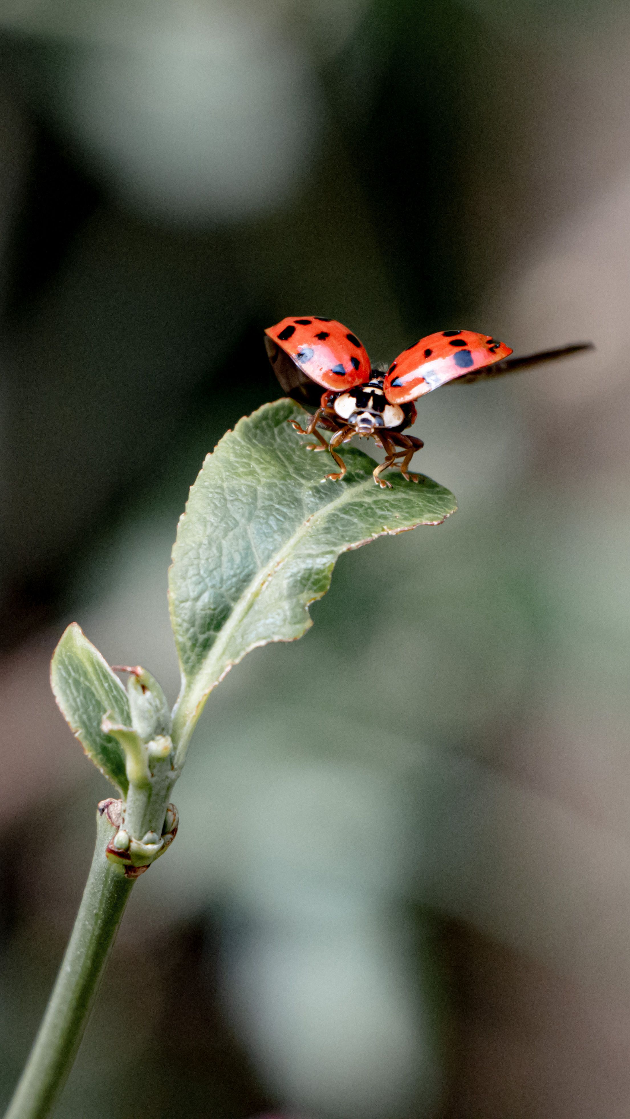 Blatt Insect Photos, Download The BEST Free Blatt Insect Stock Photos ...