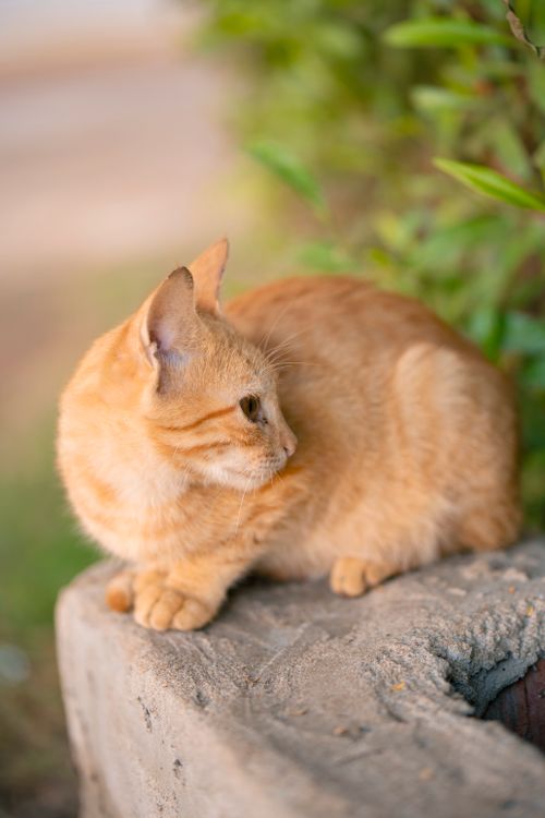 Free Charming ginger cat lounging on a stone wall surrounded by greenery, perfect for pet enthusiasts. Stock Photo
