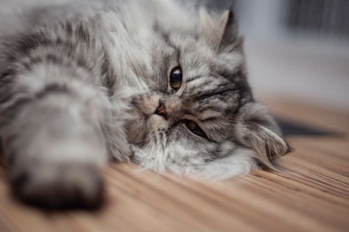 Free A fluffy gray Persian cat lies relaxed on a wooden floor, displaying its luxurious fur and calm demeanor. Stock Photo