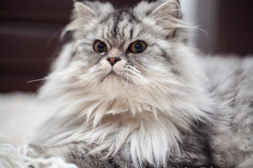 Free Close-up of a fluffy gray Persian cat lying indoor, exuding elegance and calm. Stock Photo