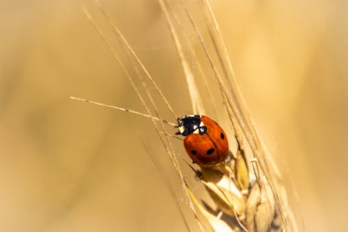 Close-up of a Ladybird Sitting on Wheat 