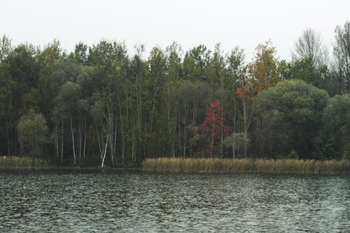 Lake in Forest