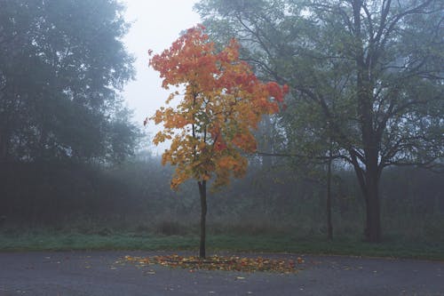 Fotobanka s bezplatnými fotkami na tému atmosfera de outono, divoká príroda, divoké huby