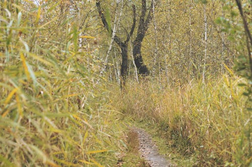 Imagine de stoc gratuită din adânc, arbori, cărare