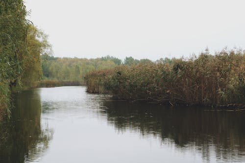 Fotobanka s bezplatnými fotkami na tému jazero, les, ponáhľa