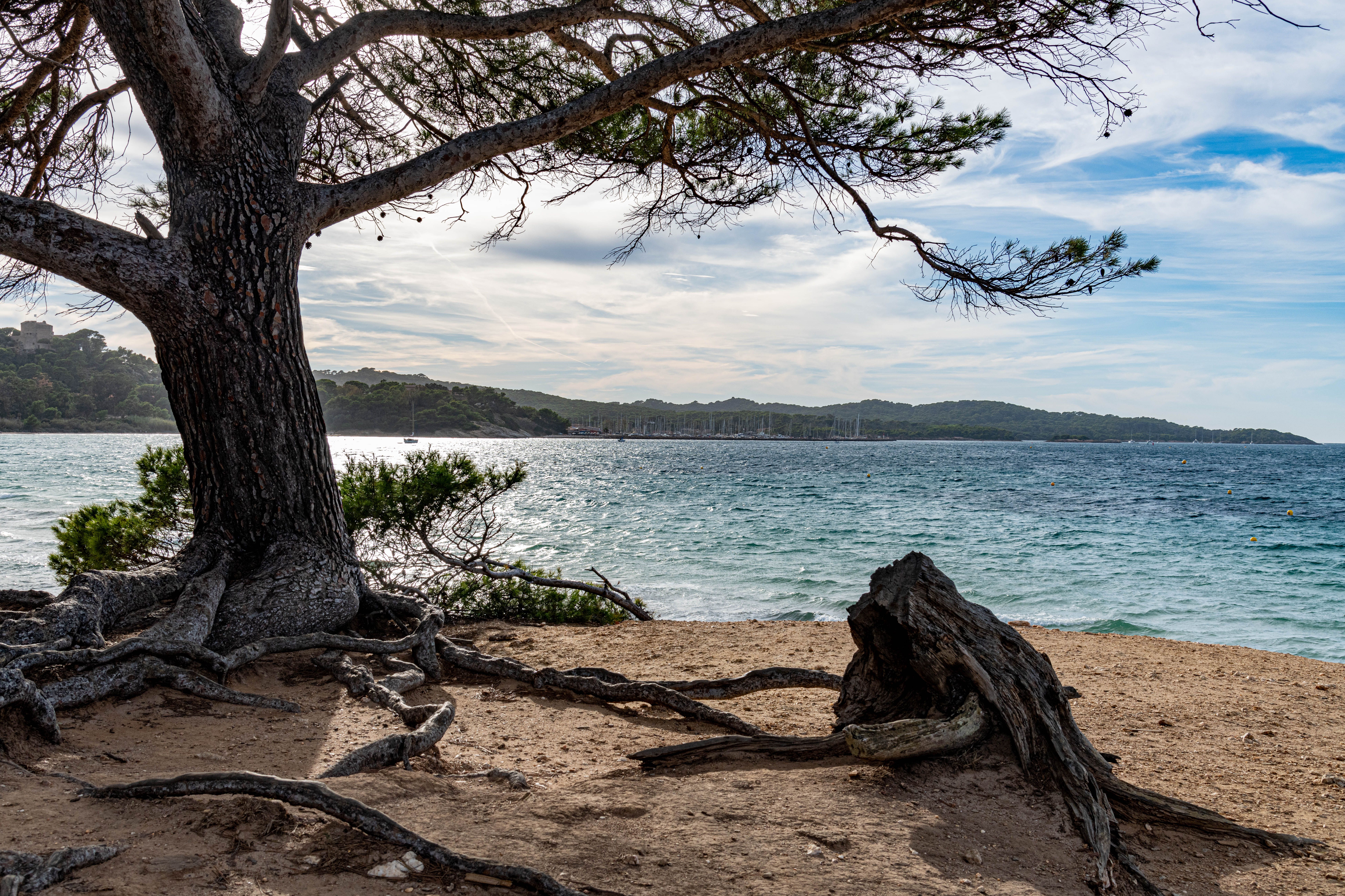 Tree on a Beach by the Sea · Free Stock Photo