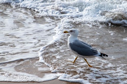 Free Seagull walking along a sandy beach with waves gently crashing beside it. Stock Photo