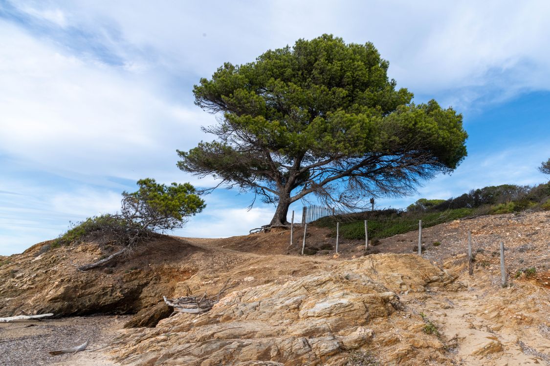 Tree Ocean Side Trees on Seashore · Free Stock Photo