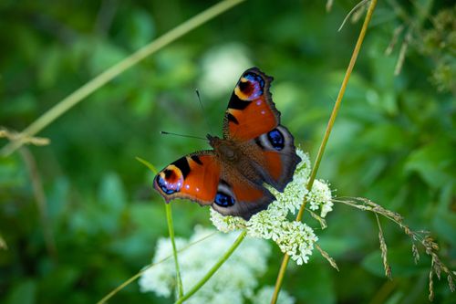 Free Close-up of a colorful peacock butterfly resting on a wildflower in a vibrant meadow. Stock Photo