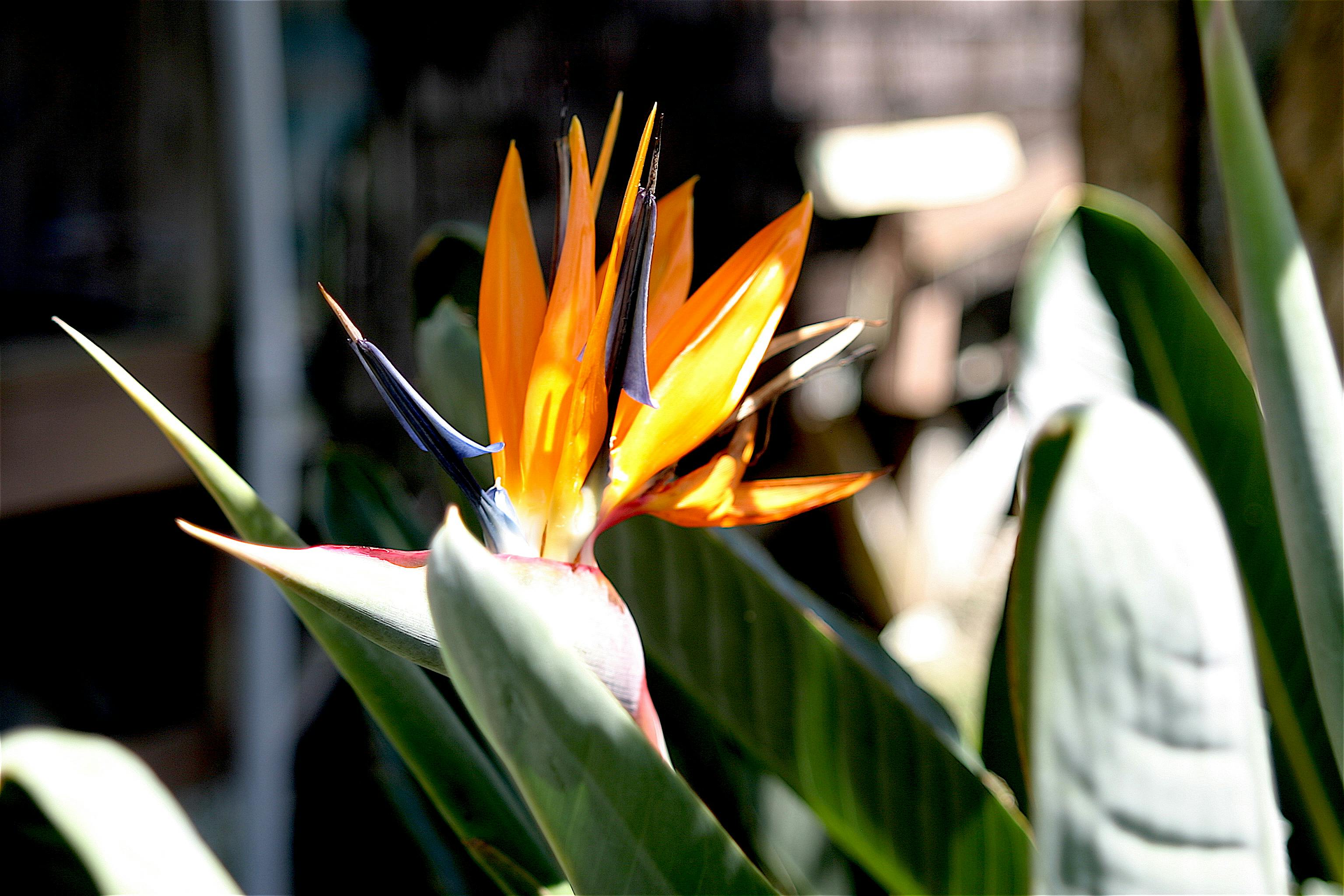 Photo Gratuite De Fleurs Nature Oiseau De Paradis