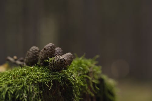 Ilmainen kuvapankkikuva tunnisteilla kartiot, lähikuva, luonto