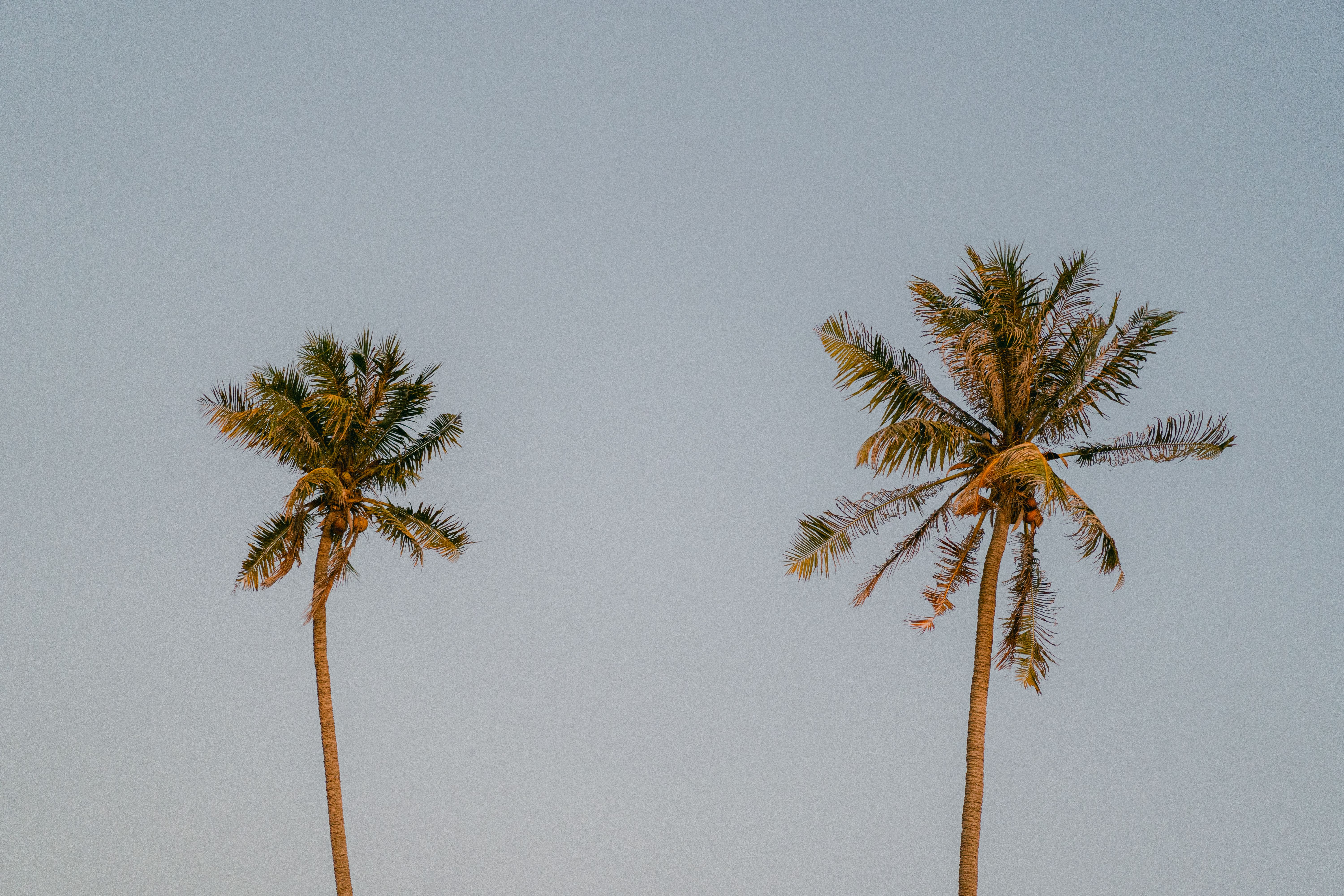 Two palm trees stand tall against a serene blue sky, evoking a tropical vacation vibe.