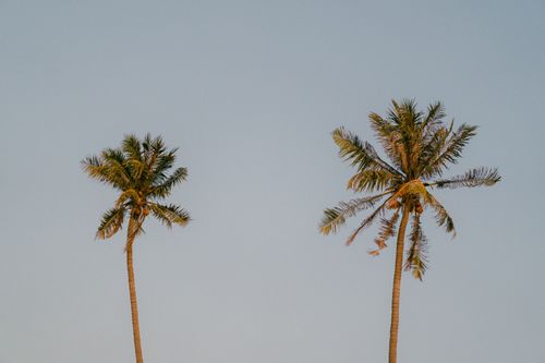Free Two palm trees stand tall against a serene blue sky, evoking a tropical vacation vibe. Stock Photo