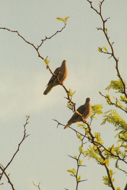 Two doves perched on a branch against a clear sky in Uruguay's natural setting.
