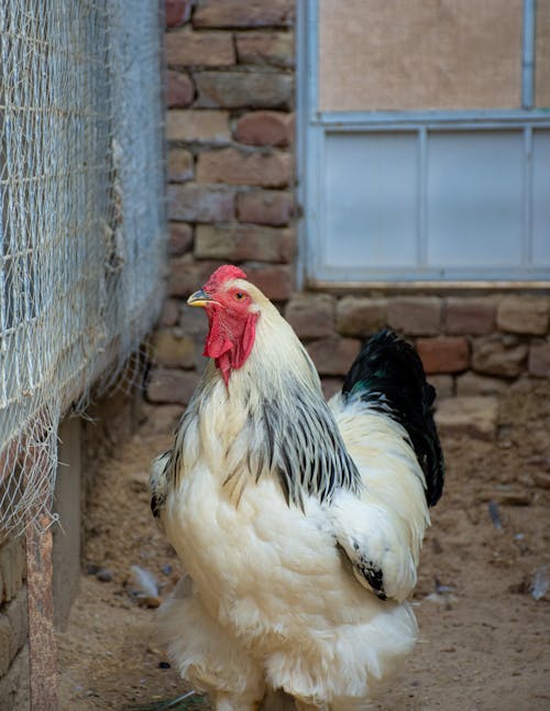 Cockerel in a Barn
