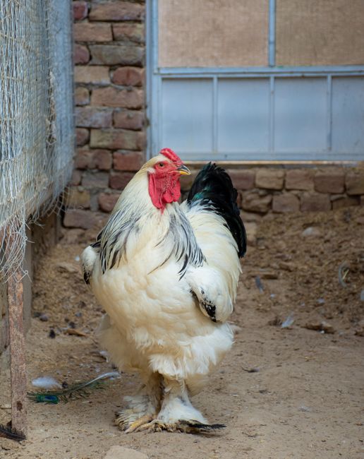 Tips Agar Ceker Ayam Empuk dan Tidak Amis Tips Agar Ceker Ayam Empuk dan Tidak Amis