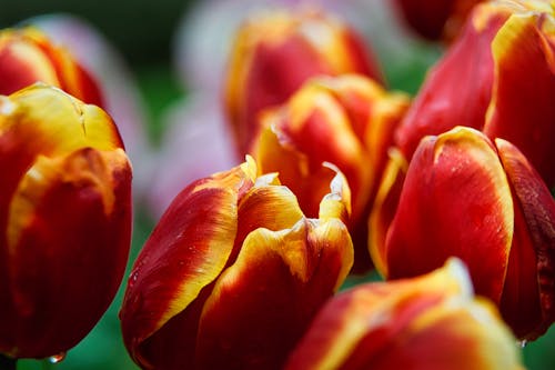 꽃, 다채로운, 빨간의 무료 스톡 사진