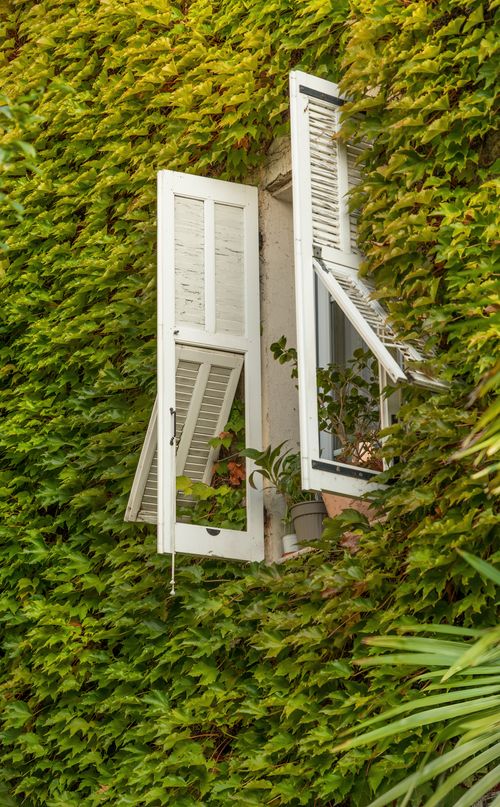 Free An ivy-covered wall with open white shutters in San Paolo di Venza, France, showcasing lush greenery and an inviting window. Stock Photo