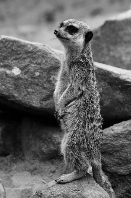 A meerkat standing on rocks in a black and white wildlife photography setting.