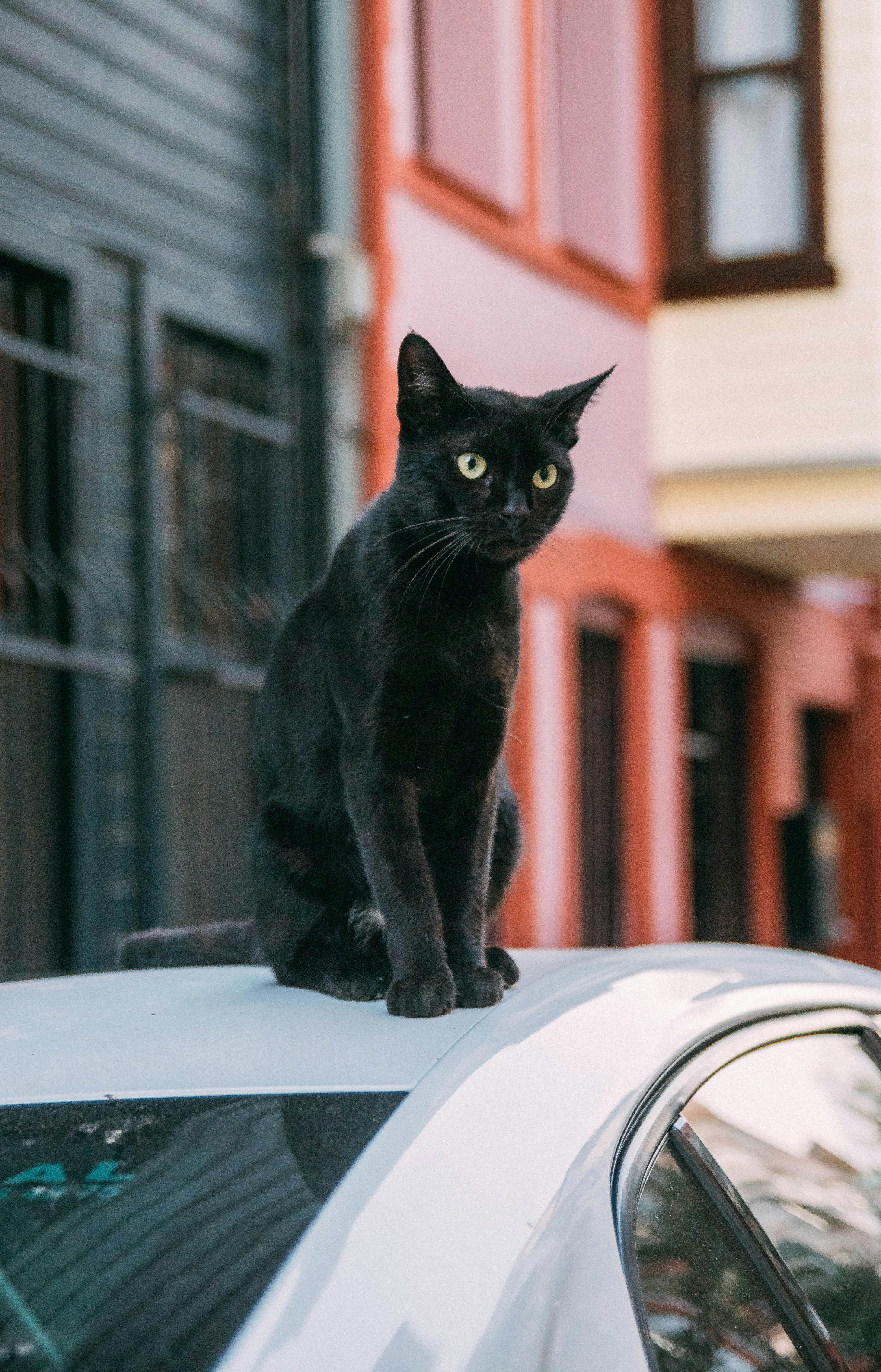 A black cat perched on a white car in front of colorful buildings in the city.