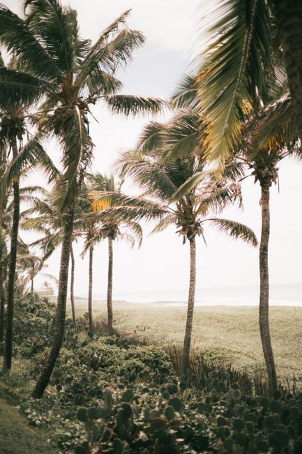 Palm trees lining a tranquil beach under a clear sky.