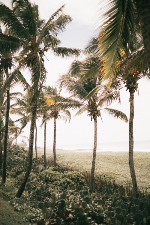 Free Palm trees lining a tranquil beach under a clear sky. Stock Photo