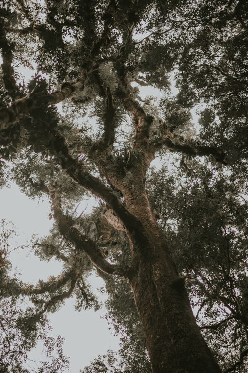 Free A towering tree reaching towards the sky, enveloped in a lush forest canopy. Stock Photo