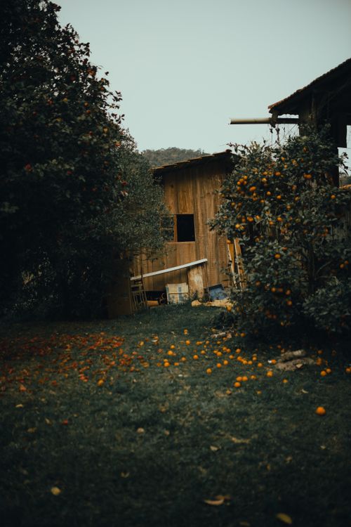 Free A serene orange orchard with a rustic wooden shed, offering a glimpse of rural tranquility. Stock Photo