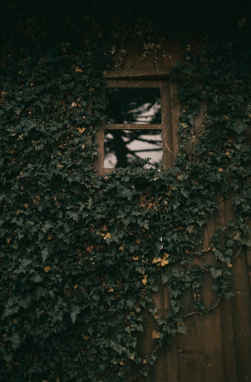 Fotobanka s bezplatnými fotkami na tému brečtan, dom, domy