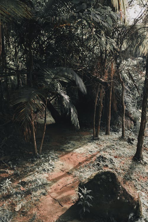 人行道, 叢林, 垂直拍摄 的 免费素材图片