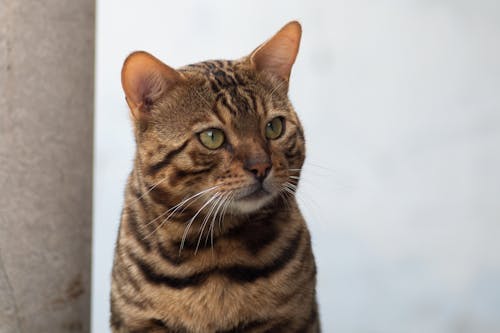 Closeup of a Striped Cat