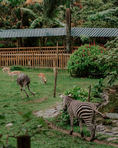 Ücretsiz antilop, çim, devekuşu içeren Ücretsiz stok fotoğraf Stok Fotoğraflar