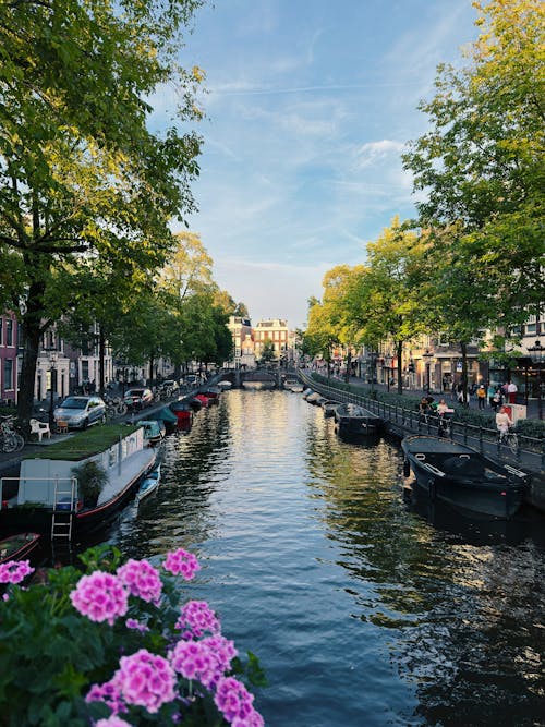 ağaçlar, amsterdam, dikey atış içeren Ücretsiz stok fotoğraf