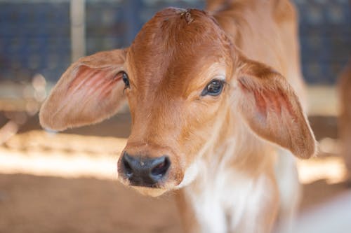 Безкоштовне стокове фото на тему «вуха, коричневий, корова»