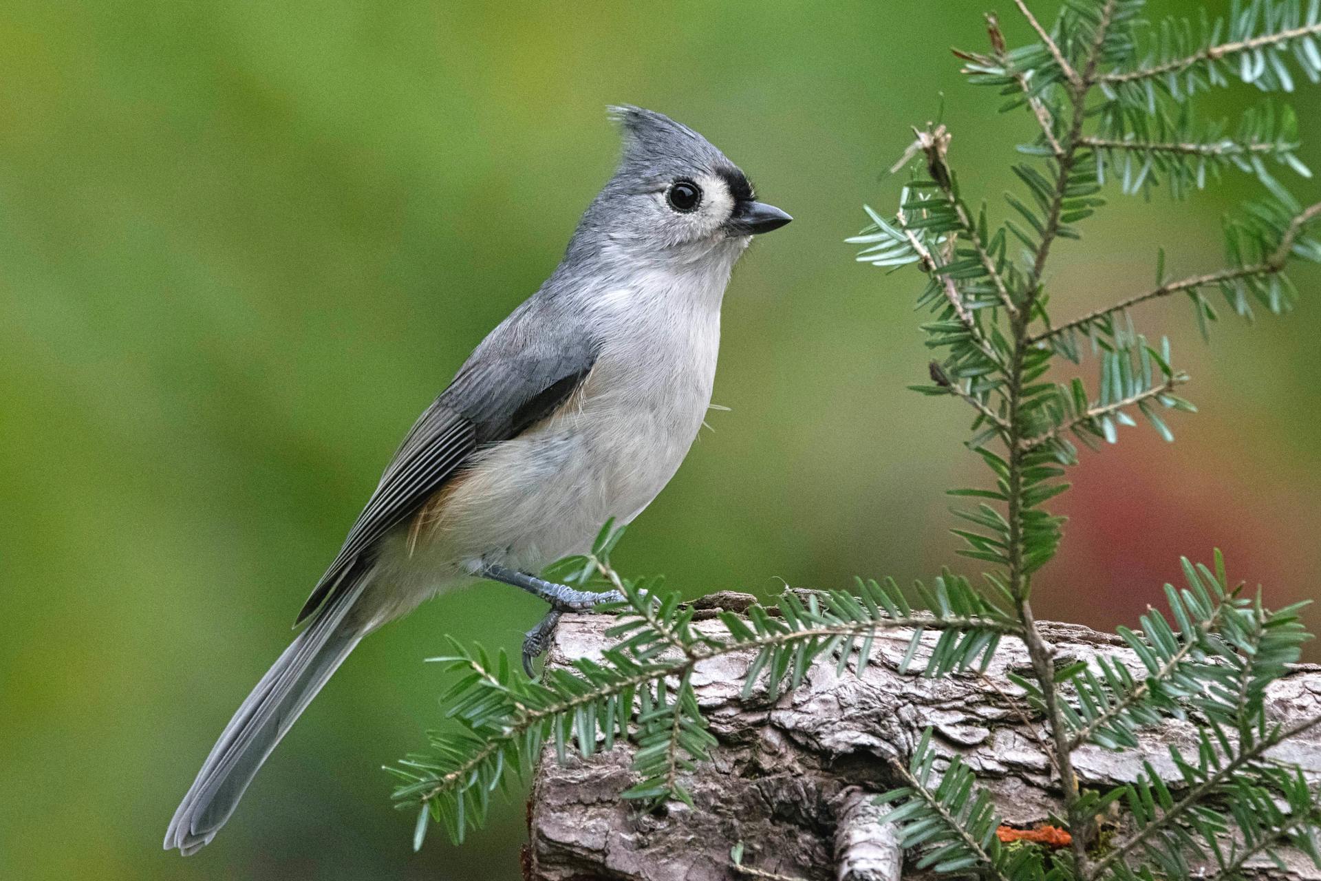 Tufted Titmouse Bird