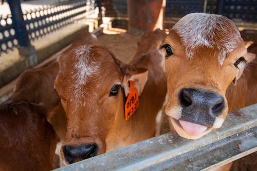 Бесплатное стоковое фото с коровье лицо, теленок, телята