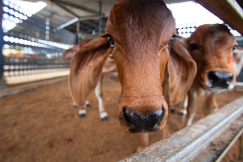Бесплатное стоковое фото с коровье лицо, скот, теленок