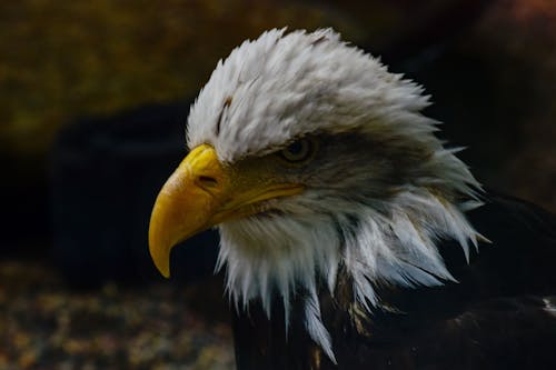 Gratis stockfoto met adelaar, snavel, vogel