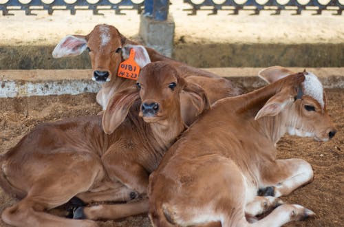 Kostnadsfri bild av djuruppfödning, kalv, kalvar