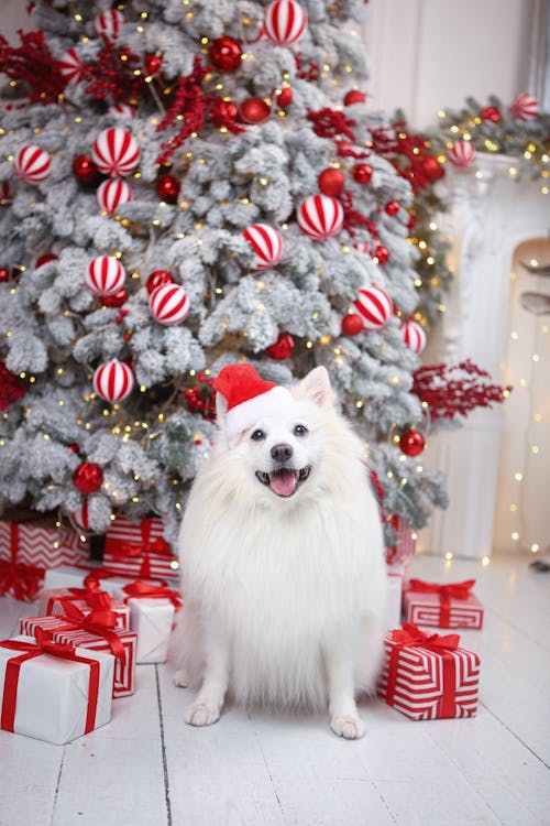 Foto profissional grátis de animal, árvore, árvore de Natal