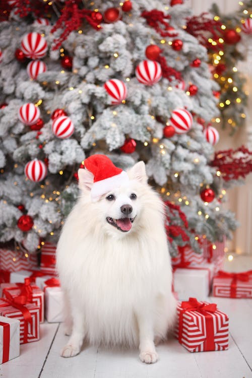 White Dog in Santa Hat
