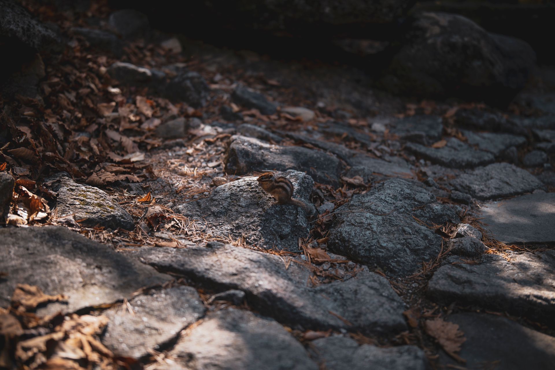Chipmunk on a forest trail with dry leaves and rocks in Sokcho-si, South Korea.