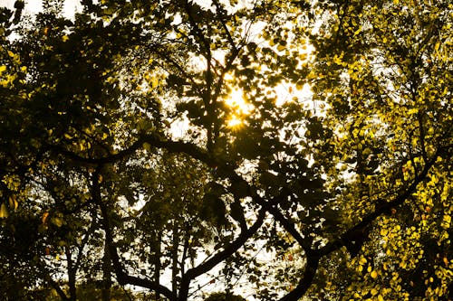 Soleil à Travers L'arbre à Feuilles Vertes