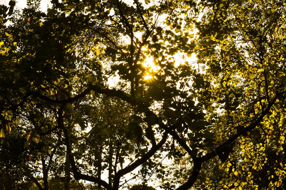 免费 阳光透过绿叶树 素材图片