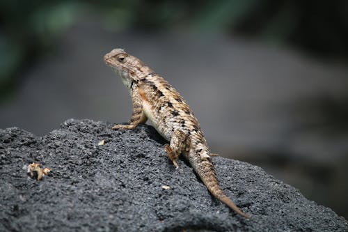 Texas Spiny Lizard Sitting on Rock